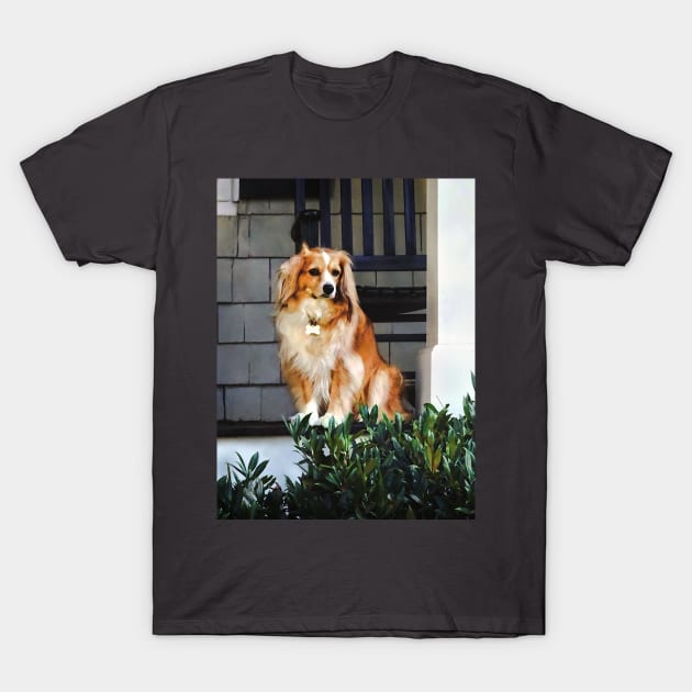 Spaniel on Porch T-Shirt by SusanSavad